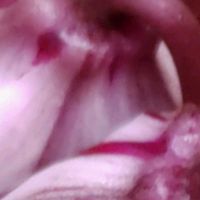 シクラメン,Thumbnail art WORKS,１８PICの画像