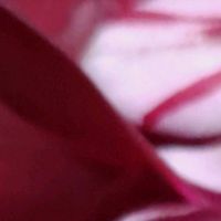 シクラメン,Thumbnail art WORKS,１８PICの画像