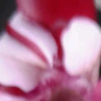 シクラメン,Thumbnail art WORKS,１８PICの画像