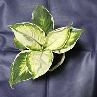 サトイモ科,ディフェンバキア,ディフェンバキア,dieffenbachia,dieffenbachiaの画像