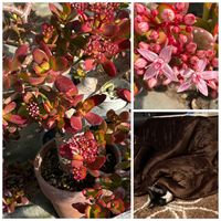 花月,金のなる木,こてつの画像