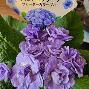 プリムラ ベラリーナ,鉢植え,明るい日陰,プランター,ガーデニング初心者の画像