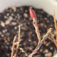 ネコヤナギの画像