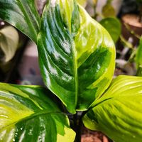 スパティフィラム,斑入りスパティフィラム,スパティフィラム　デリー ネオン,観葉植物の画像