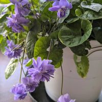 キルタンサス,キルタンサス,シクラメン,シクラメン,プリムラの画像