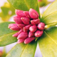 ノコギリソウ,沈丁花,原種チューリップ,セイヨウノコギリソウ,ハーブの画像