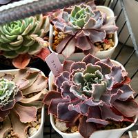 シャビアナ  フィレンツェ,シャビアナ  フィレンツェ,癒される,no green no life,癒し空間の画像