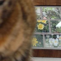 手作り,꒰ღ˘◡˘ற꒱かわゅ~,花のある暮らし,雑貨好き♡,居間の画像