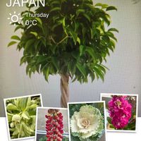 クリスマスローズ,ストック,ハボタン,ルピナス,ベンジャミンの画像