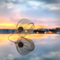 サボテン,ヒイラギ,ホオズキ,ベンジャミン・バロック,ベンジャミンの画像