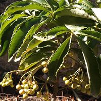 マンリョウ,マンリョウ,マンリョウ,ヤブコウジ,ヤブコウジの画像