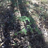 ノブドウの画像