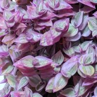 カリシアロザート,多肉植物,葉挿し,リメ缶,多肉寄せ植えの画像