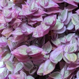 カリシアロザート,多肉植物,葉挿し,リメ缶,多肉寄せ植えの画像