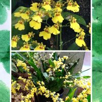 カトレア,コチョウラン,ブーゲンビリア,オンシジューム,オンシジューム　トゥインクルの画像