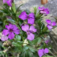 ナデシコ,紫色の花,通勤途中,バス停横の花壇の画像