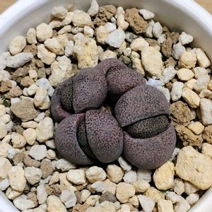 帝玉,多肉植物,多肉大好き,多肉中毒,多肉多肉多肉の画像