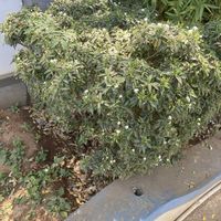 ジャスミン,ジャスミン,ジャスミン,山野草,モクセイ科の画像