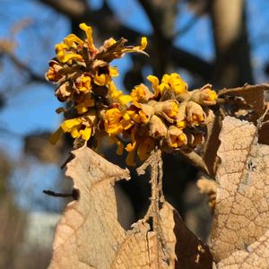 柚子,シナマンサク,いい香り♡,日曜日はビタミンカラーの日,ニコニコ日曜日の画像