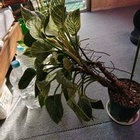 フィロデンドロン,フィロデンドロン,観葉植物,ガーデニング,ボタニカルライフの画像