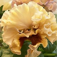 ガザニア,ガザニア,ロココ,ローブ・ドゥ・アントワネット,ヌーヴェルヴァーグ アクアレールの画像