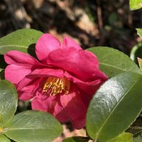 菜の花,二ホンスイセン,タチカンツバギ,ヒマラヤツツジ,吾妻山の画像