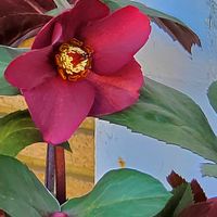 ウメ,クリスマスローズ,ハボタン,ロウバイ,葉牡丹の画像