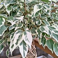 シレネ,ジンチョウゲ,ジンチョウゲ,ツルニチニチソウ,ツルニチニチソウの画像