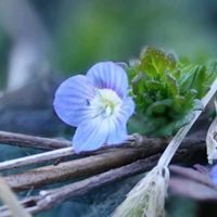 オオイヌノフグリ,オオイヌノフグリ,アオジ♂,アオジ（青鵐）,ウグイス 鶯の画像