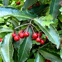 マンリョウ,真っ赤な実,マンションの庭,木になる実の画像