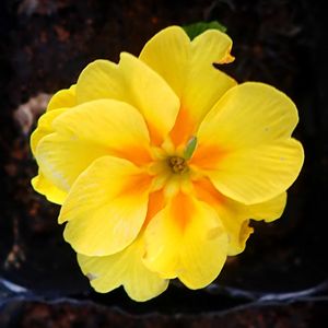 プリムラ・ジュリアン,鉢植え,軒下の画像