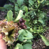 ルッコラ,サラダ菜,家庭菜園,ベランダの画像