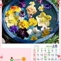 クリスマスローズ,シバザクラ,ローブ・ドゥ・アントワネット,パンジーゆみラッフル,ステキ☆の画像