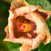 ハイビスカス,ハイビスカス”セレーネ”,ヒビスクス・セレーネ,ヒビスクス・セレーネ,咲くやこの花館の画像