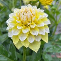 ダリア,川西ダリヤ園の画像