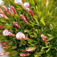 デージー,デージー,デージー,山茶花,山茶花の画像