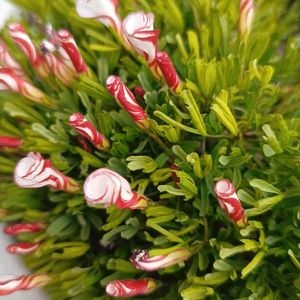 デージー,デージー,デージー,山茶花,山茶花の画像