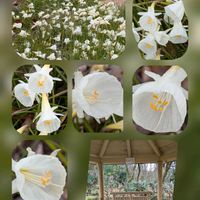 ウメ,ツバキ,ツバキ,ツワブキ,ナルキッスス・カンタブリクスの画像