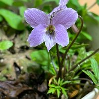 スミレ,ヒゴスミレ,菫（すみれ）,山野草,多年草の画像