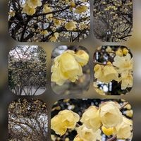 ウメ,シバザクラ,ロウバイ,ソシンロウバイの画像