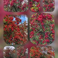 アネモネ,ツバキ,ツバキ,ピラカンサ,民家の…の画像