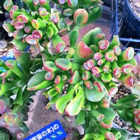 ゴーラム,花月,ゴーラム（宇宙の木）,クラッスラ属,植物男子ベランダーの画像