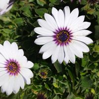 オステオスペルマムの画像