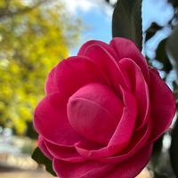 サザンカ,乙女椿,オトメツバキ,赤い花,植栽の画像