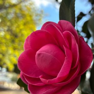 サザンカ,乙女椿,オトメツバキ,赤い花,植栽の画像