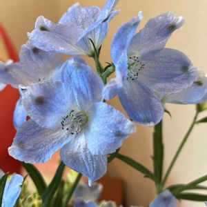 デルフィ二ウム,切り花,平和を願う☆,いつまでも友達でいよう♡の画像