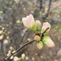ボケ,ボケ,ゆいの花公園,どたま祭り,今日も元気に行きましょう♡の画像