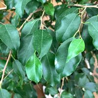 ベンジャミン,フィカスベンジャミン,シダレガジュマル,観葉植物,クワ科の画像