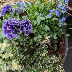 金魚草,フォックススリータイム,フリルパンジー　リズ,べっぴんさん　ブルージャスミン,寄せ植えの画像