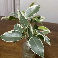 ニンジン,ベンジャミン,ニンジンの切り干し,新芽,植物大好きの画像